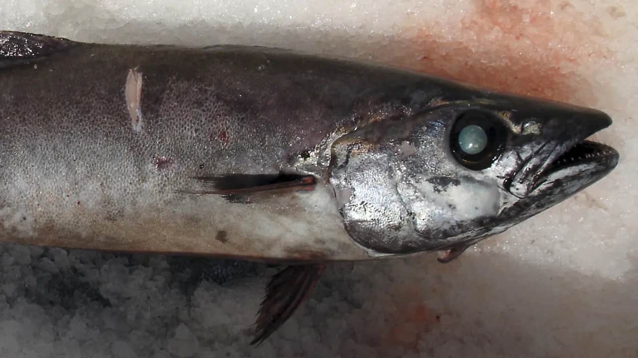 Ryba maślana: biegunka tłuszczowa i objawy nietolerancji co robić?