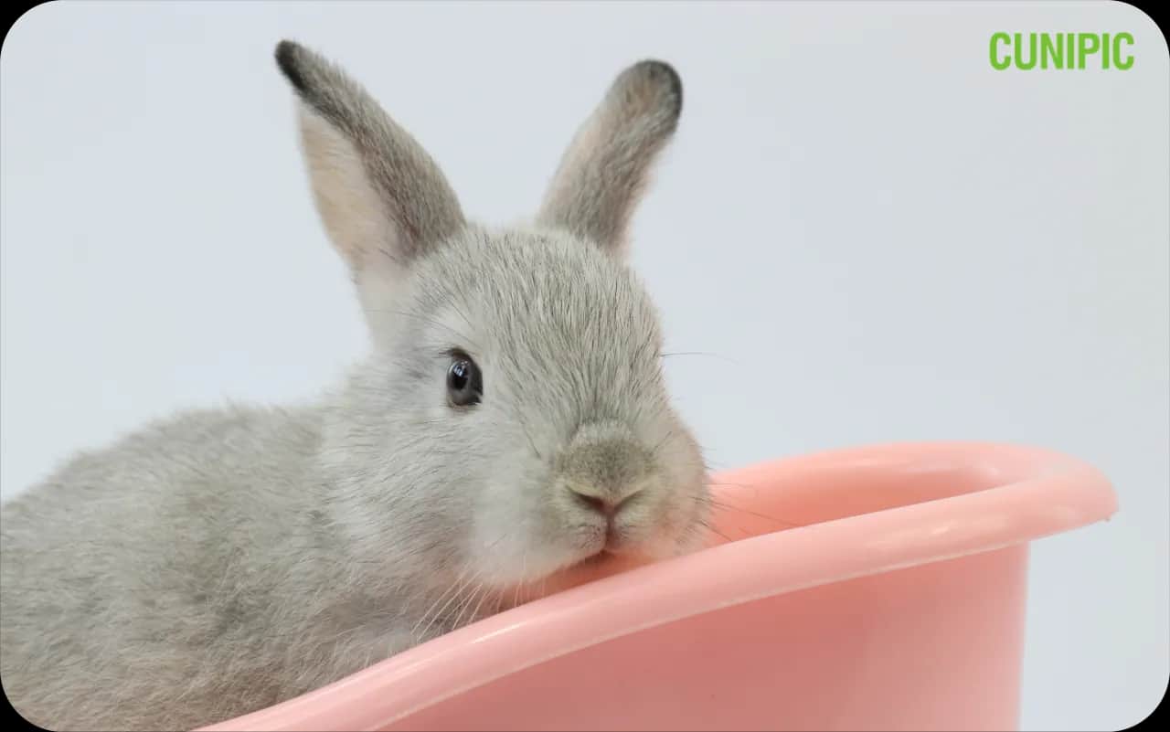 Soczysty królik? Odkryj sekrety, by nigdy nie był suchy!