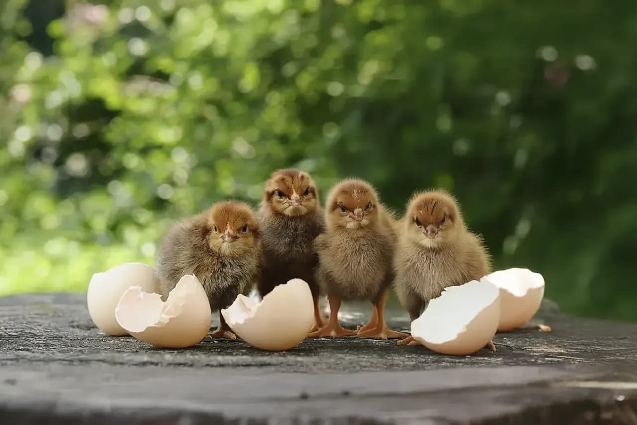 Czym karmić małe kurczaki, aby zapewnić im zdrowy rozwój?