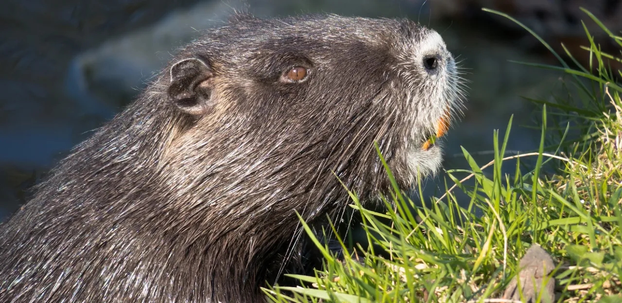 Jak przygotować kiełbasę z nutrii - proste przepisy i porady