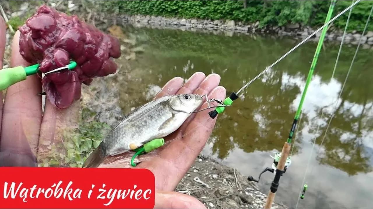 Jak złowić suma na wątróbkę - skuteczne metody i tajniki połowu