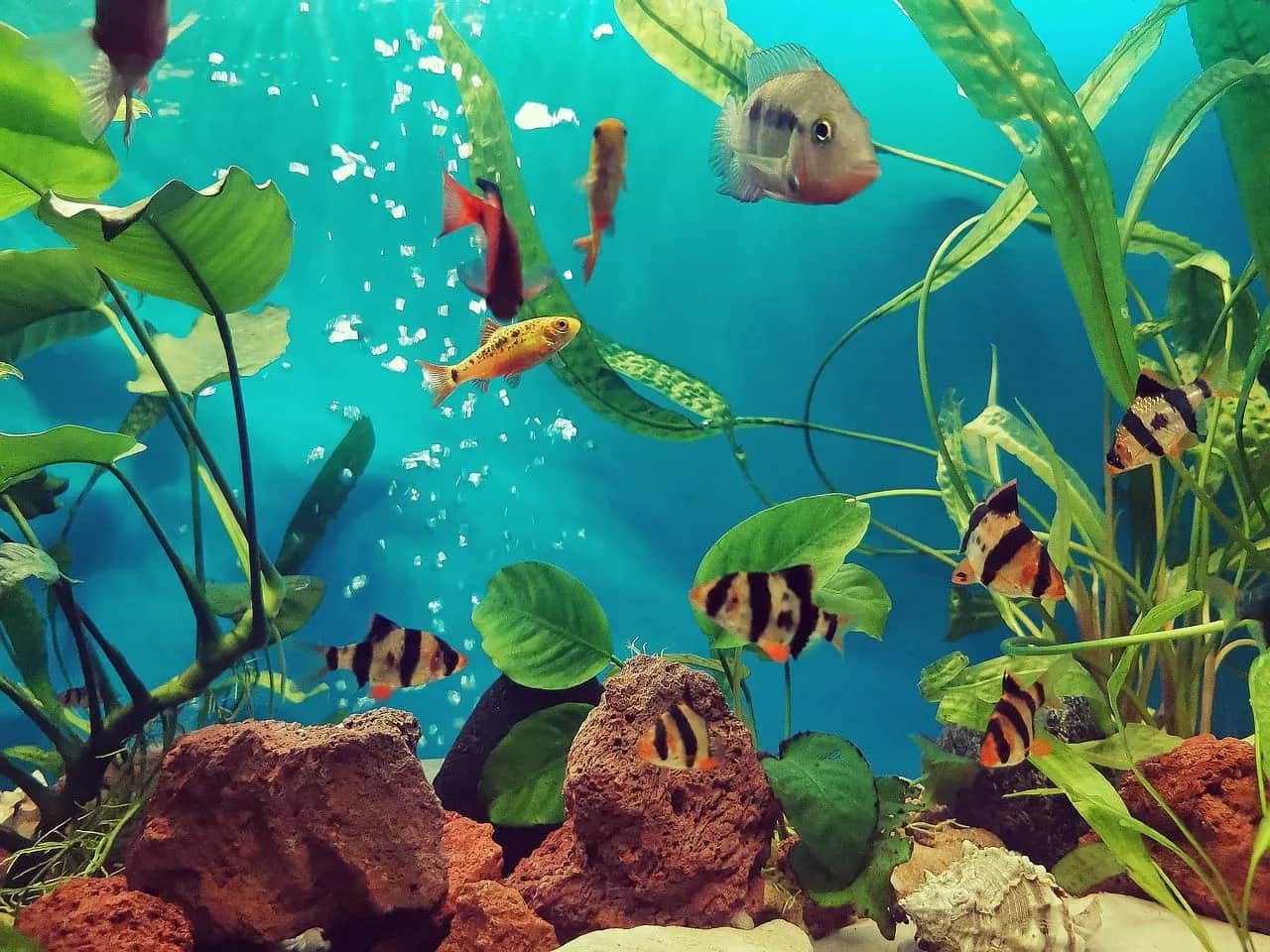 Antybiotyki w rybach hodowlanych: Co musisz wiedzieć o bezpieczeństwie?