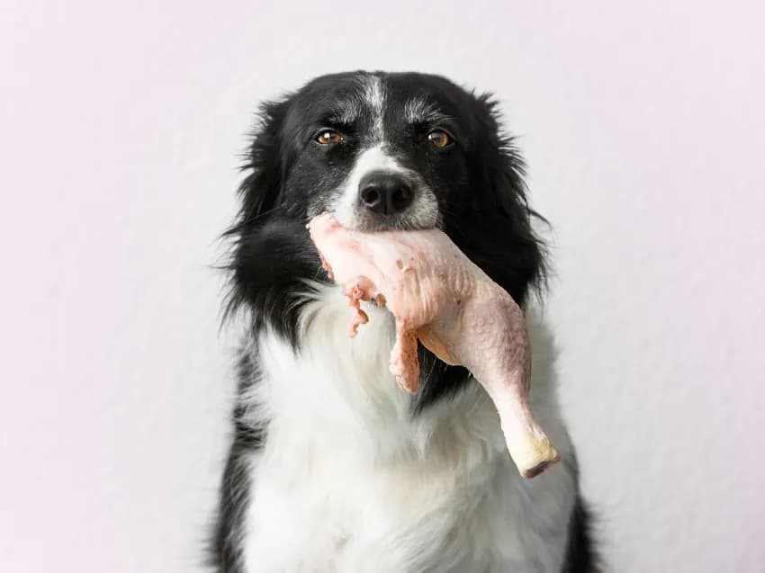 Czy pies może jeść surowe mięso z kurczaka? Ważne informacje i ryzyka